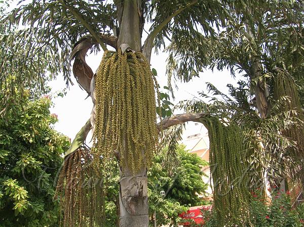 Fishtail Palm